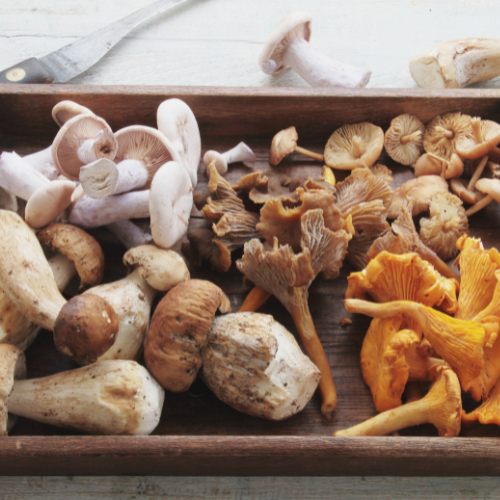 Mushroom Infused